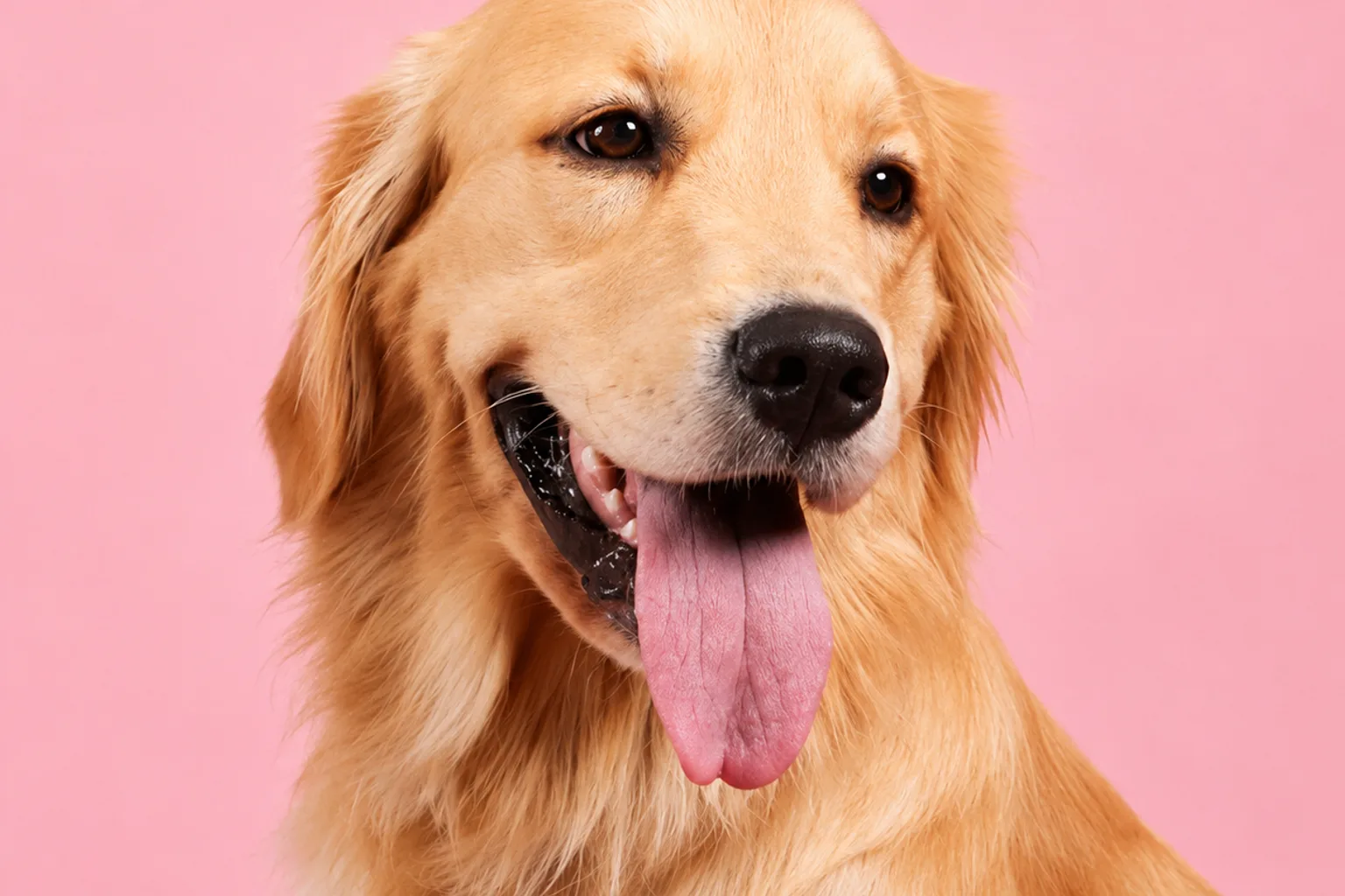 Dog Food Brand Advertising UAE: The UGC Revolution