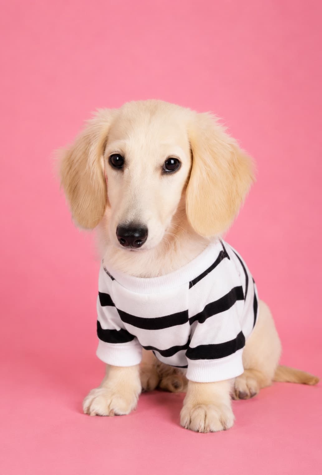 Casper, the cream mini dachshund of rydenpups, Dubai