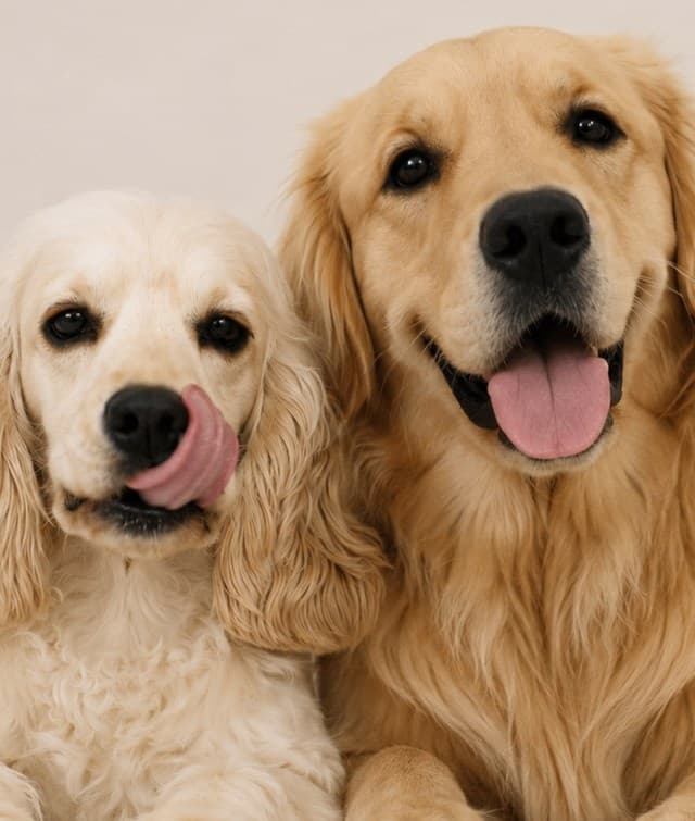 Luna the golden retriever and Stella the cream cocker spaniel sitting together, rydenpups Dubai