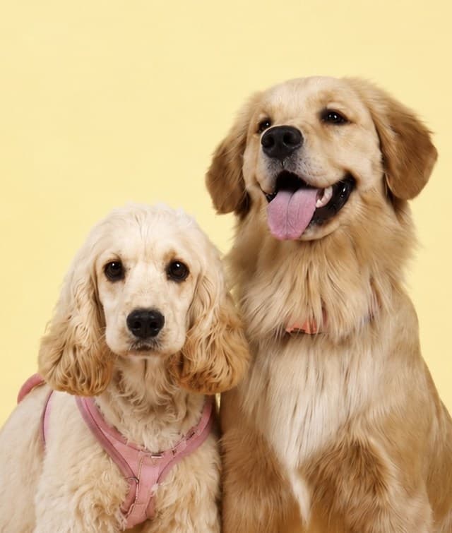 Luna the golden retriever and Stella the cream cocker spaniel side by side, rydenpups Dubai