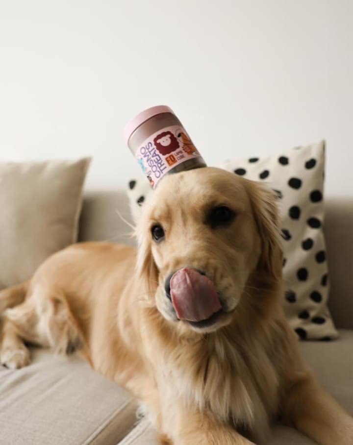 Luna the golden retriever balancing a tub of Cosmo treats on her head