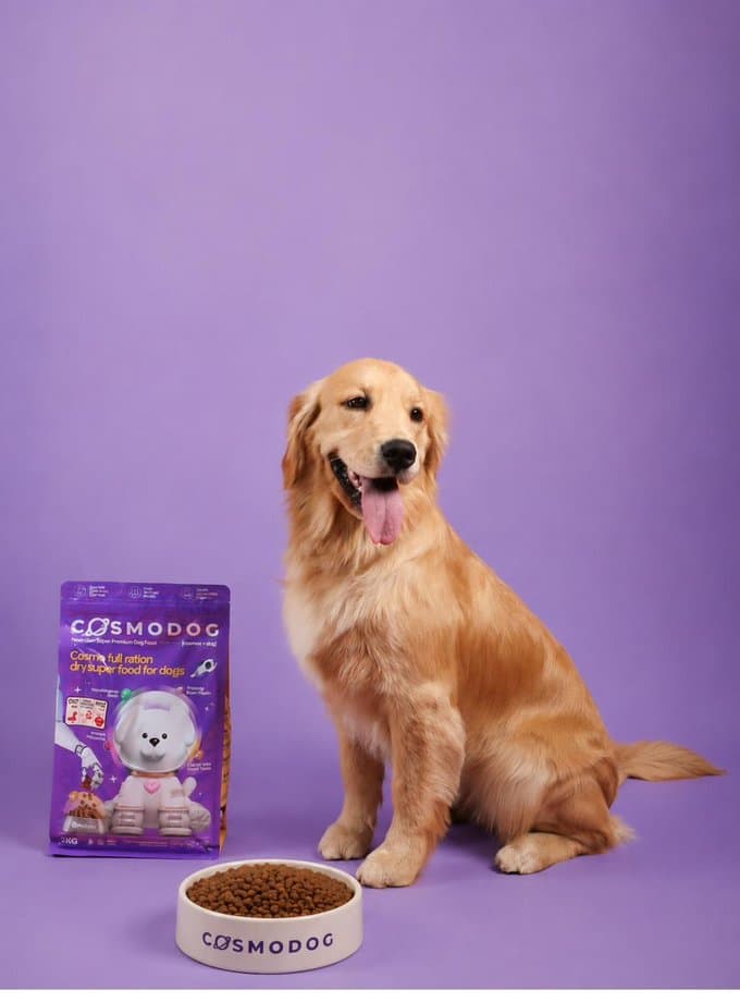 Luna the golden retriever beside a Cosmodog pet food bag and bowl during a rydenpups brand shoot in Dubai