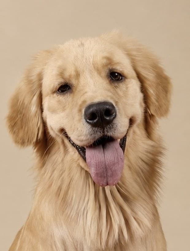 Luna, the golden retriever of rydenpups, grinning in a studio portrait in Dubai