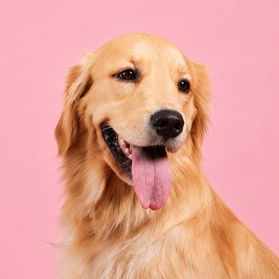 Luna, the golden retriever of rydenpups, Dubai