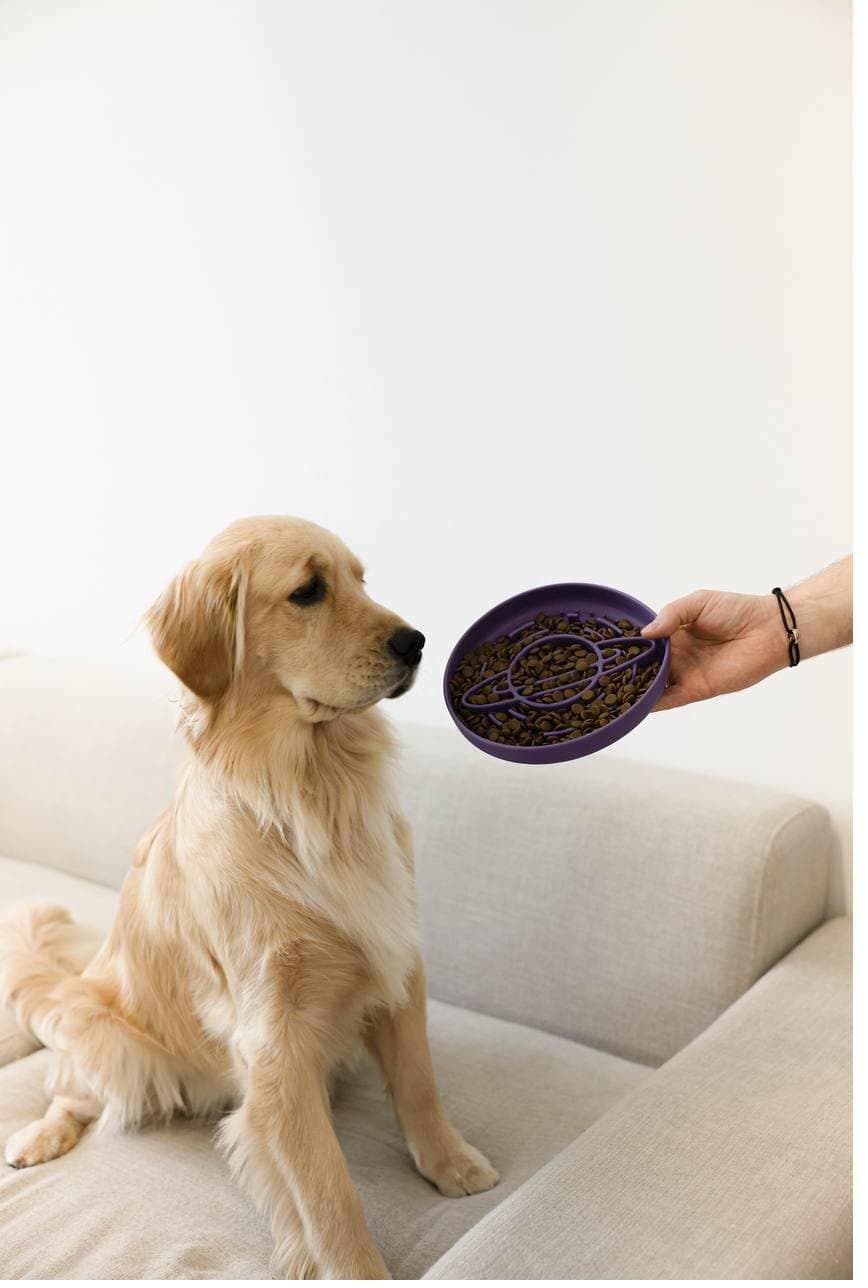 Luna the golden retriever eyeing a purple slow-feeder bowl held out to her