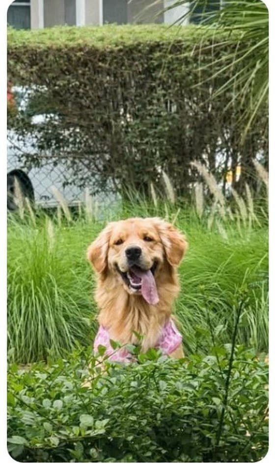 Luna the golden retriever sitting in tall grass in a Dubai garden