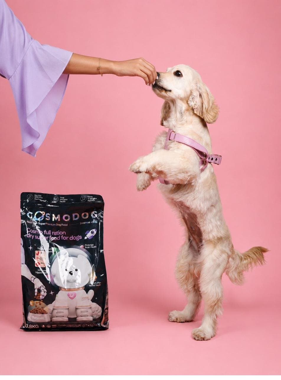 Stella the cream cocker spaniel standing on her hind legs to reach a treat beside a Cosmodog bag