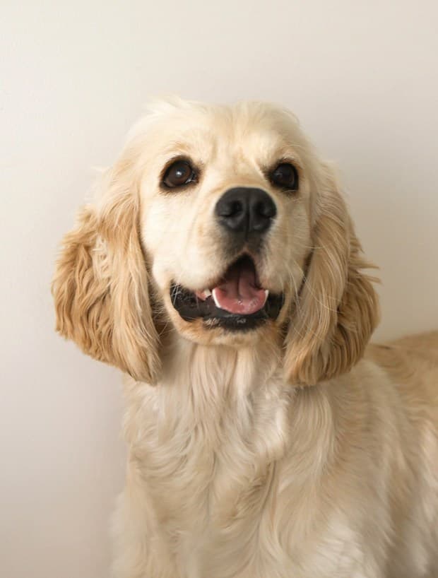 Stella, the cream cocker spaniel of rydenpups, sitting for a studio portrait in Dubai
