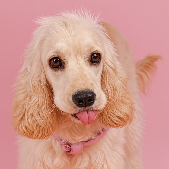 Stella, the cream cocker spaniel of rydenpups, Dubai