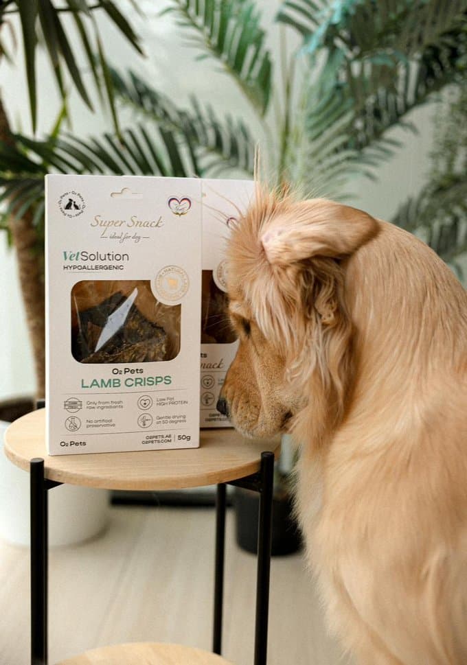 Luna the golden retriever inspecting O2 Pets treats at home in Dubai