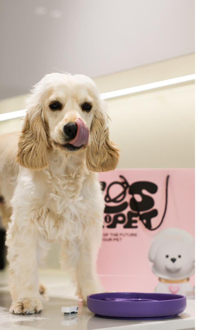 Stella the cream cocker spaniel inside a Dubai pet store during a rydenpups shoot